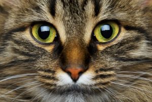 Cute muzzle tabby cat closeup